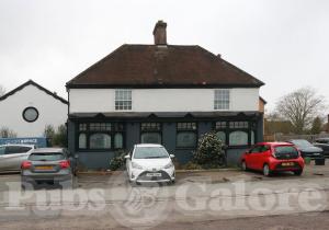 Picture of Golden Lion