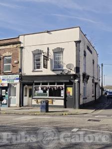Picture of Golden Lion