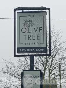 Picture of Olive Tree