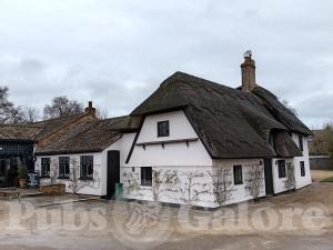 Picture of The Elm