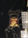 Picture of The Bell & Crown
