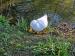Picture of The Black Swan