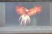 Picture of The Phoenix