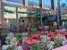 Picture of Cosy Club